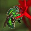 Euglossa Bazinga On Red Flower Diamond Painting