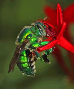 Euglossa Bazinga On Red Flower Diamond Painting