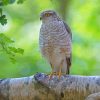 Eurasian Sparrowhawk Diamond Painting