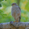 Eurasian Sparrowhawk Diamond Painting