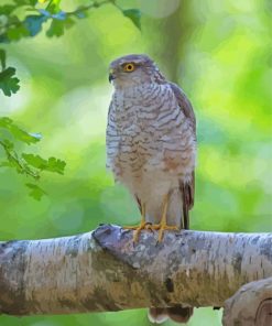 Eurasian Sparrowhawk Diamond Painting