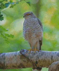 Eurasian Sparrowhawk Diamond Painting