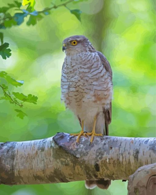 Eurasian Sparrowhawk Diamond Painting