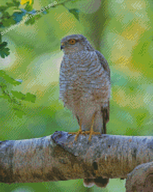 Eurasian Sparrowhawk Diamond Painting