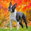 Female Boston Terrier Diamond Painting