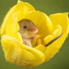 Field Mouse In Yellow Flower Diamond Painting