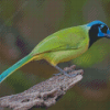 Green Jay Diamond Painting