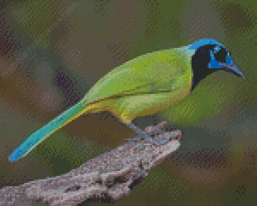 Green Jay Diamond Painting