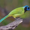 Green Jay Diamond Painting