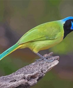 Green Jay Diamond Painting