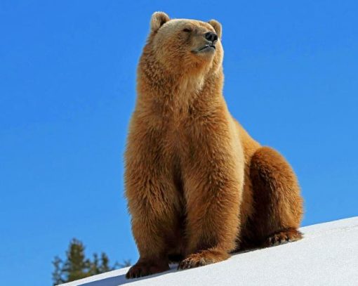Happy Bear Diamond Painting