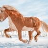 Icelandic Horse Running Diamond Painting