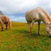 Icelandic Horses Diamond Painting