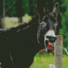 Laughing Donkey Diamond Painting