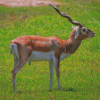 Little Wild Impala Animal Diamond Painting