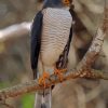 Little Sparrowhawk Diamond Painting