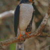 Little Sparrowhawk Diamond Painting