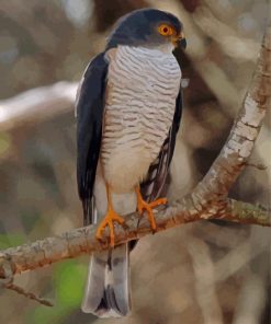 Little Sparrowhawk Diamond Painting