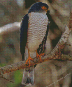 Little Sparrowhawk Diamond Painting