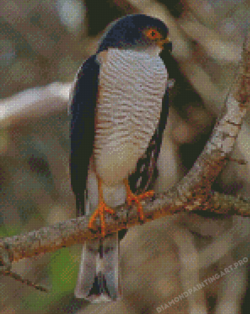 Little Sparrowhawk Diamond Painting