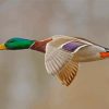 Mallard Ducks With Green Head Flying Diamond Painting