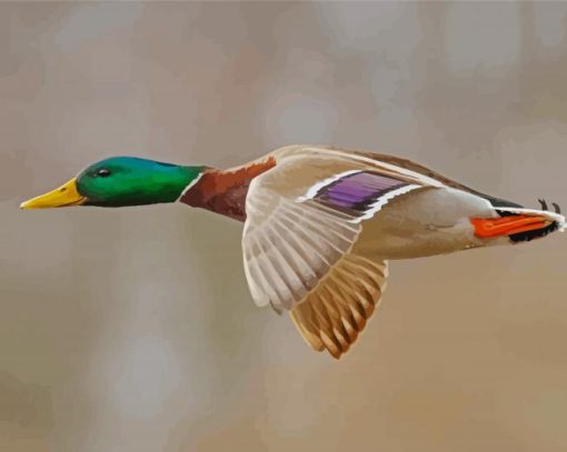 Mallard Ducks With Green Head Flying Diamond Painting