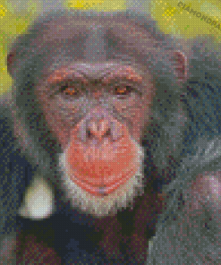 Monkey Ape Diamond Painting