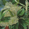 Olearia Argophylla Marianne North Diamond Painting