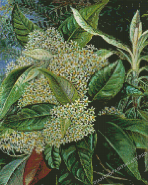 Olearia Argophylla Marianne North Diamond Painting