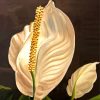 Peace Lily Diamond Painting