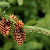 Pinecone In The Tree Diamond Painting