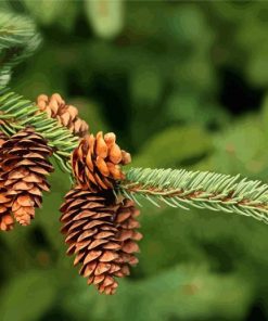 Pinecone In The Tree Diamond Painting