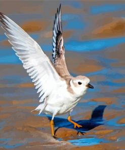 Piping Plover Bird Diamond Painting