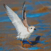 Piping Plover Bird Diamond Painting