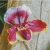 Purple Lady Slipper Diamond Painting