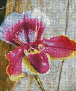 Purple Lady Slipper Diamond Painting