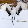 Red Crowned Crane Diamond Painting