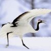 Red Crowned Crane Bird Diamond Painting