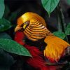 Red Golden Pheasant Diamond Painting