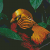 Red Golden Pheasant Diamond Painting