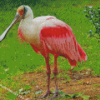 Roseate Spoonbill Diamond Painting