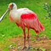 Roseate Spoonbill Diamond Painting