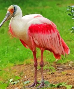 Roseate Spoonbill Diamond Painting