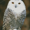 Snowy Owl Bird Diamond Painting