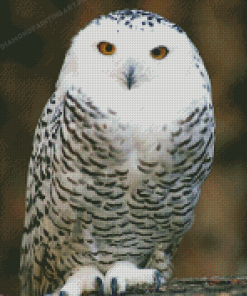 Snowy Owl Bird Diamond Painting