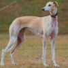 Spanish Greyhound Diamond Painting