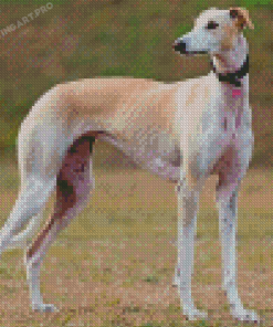 Spanish Greyhound Diamond Painting