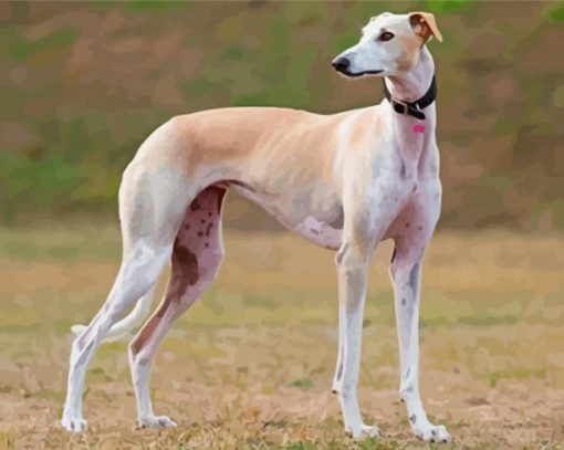 Spanish Greyhound Diamond Painting