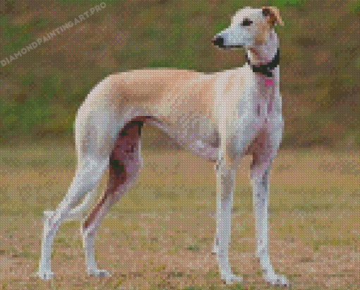 Spanish Greyhound Diamond Painting