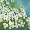 Spring White Dogwoods Diamond Painting